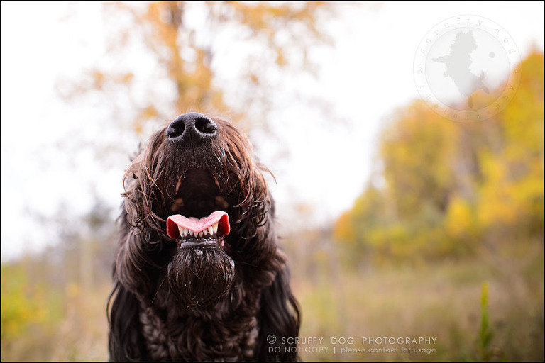 02_waterloo_ontario_best_pet_photographer_murphy odonovan-25