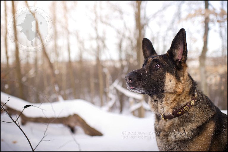 03-toronto-ontario-best-professional-pet-photographer-maya blitz-193