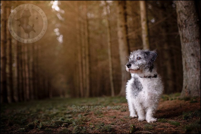 03-toronto-ontario-best-professional-pet-photographer-mika bobby worton-12