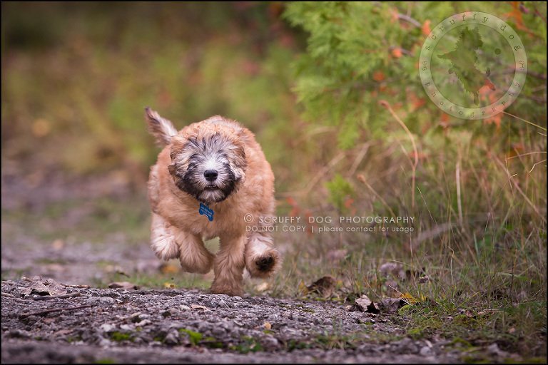 03-toronto-ontario-best-professional-pet-photographer-milford giza-27