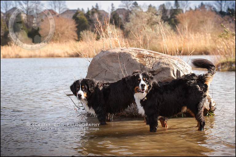 03-toronto-ontario-professional-dog-photographer-henry martha-111