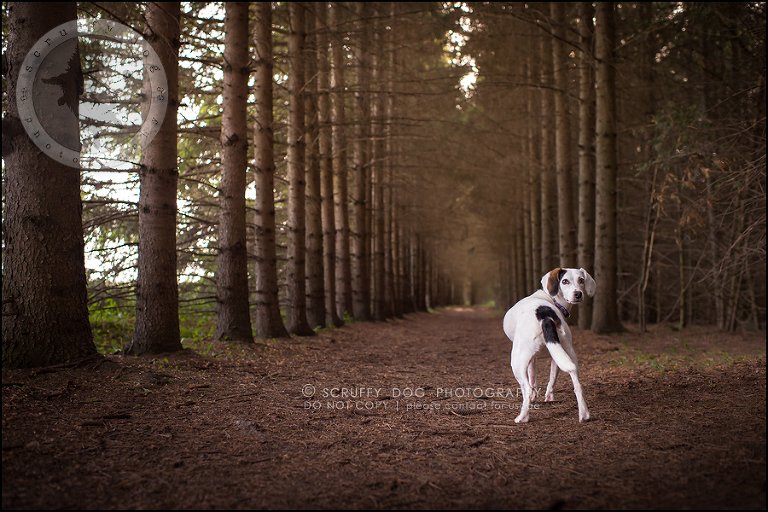 03-toronto-ontario-professional--dog-photographer-lucy frederick-70