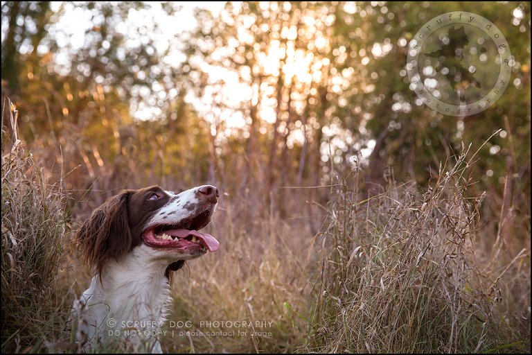 03-toronto-ontario-professional-pet-dog-photographer-jake boucher-316