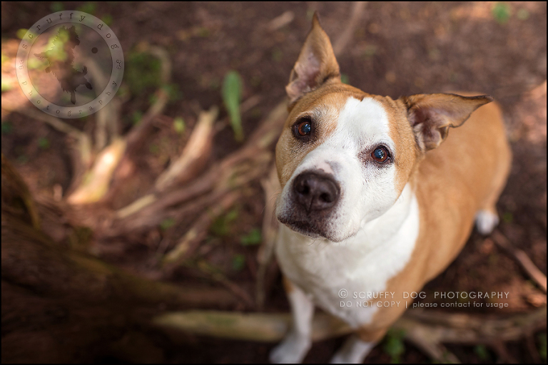 03-toronto-ontario-professional-pet-photographer-jade perry-53