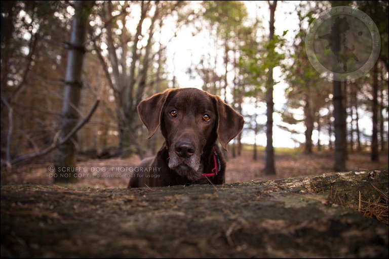 03-waterloo-ontario-best-professional-dog-photographer-max shoup-381-Edit