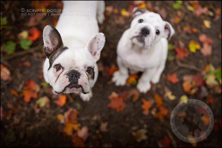 03_guelph_ontario_pet_photographer_best_dog_oliver eleanor fleming-126