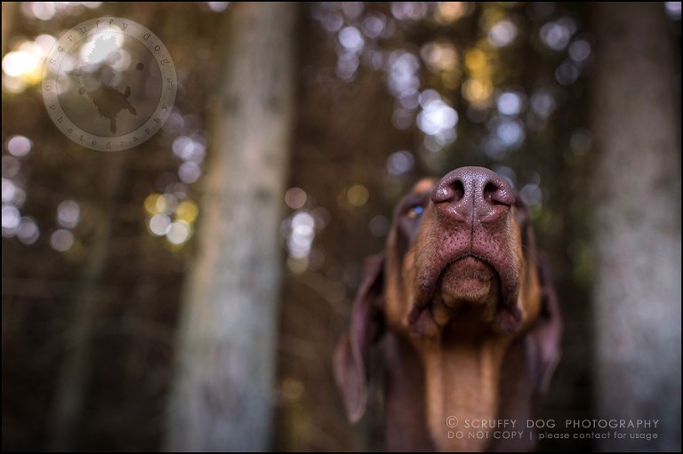 03_guelph_ontario_pet_photographer_best_dog_reese hunsberger-327