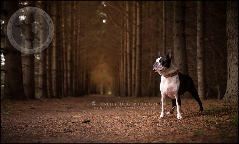 03_kitchener_ontario_pet_photographer_best_dog_princess dot carroll-52