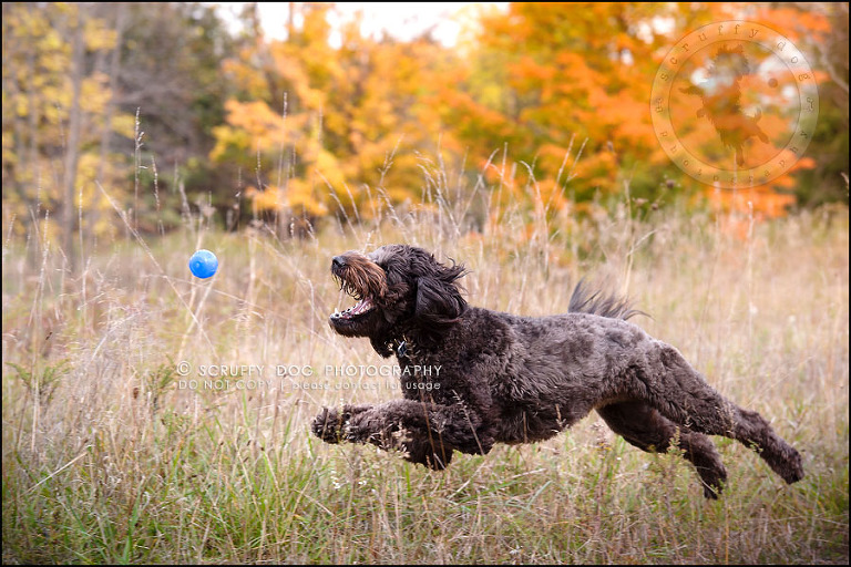 03_waterloo_ontario_best_pet_photographer_murphy odonovan-213