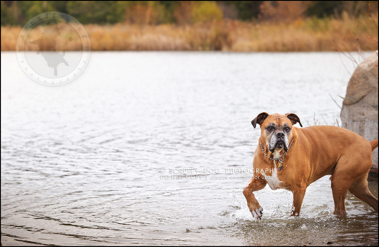 04-brampton-ontario-best-professional-dog-photographer-moose rocket-66-2