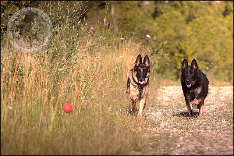 04-toronto-ontario-best-professional-pet-photographer-maya blitz-413