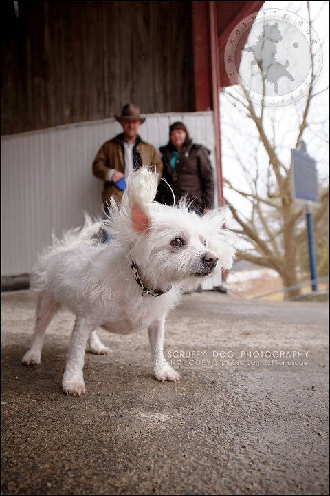 04-toronto-ontario-best-professional-pet-photographer-mika bobby worton-201