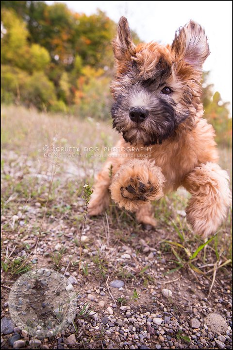 04-toronto-ontario-best-professional-pet-photographer-milford giza-73