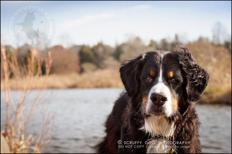 04-toronto-ontario-professional-dog-photographer-henry martha-39