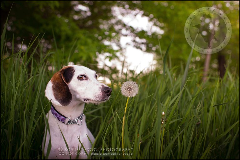 04-toronto-ontario-professional--dog-photographer-lucy frederick-323