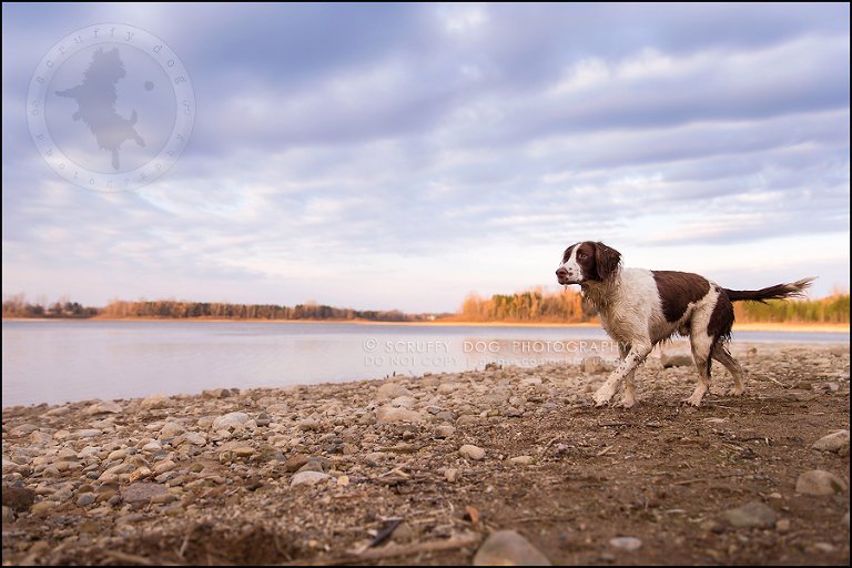 04-toronto-ontario-professional-pet-dog-photographer-jake boucher-1168