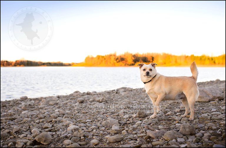 04-waterloo-ontario-professional-dog-photographer-best-max rooke-107