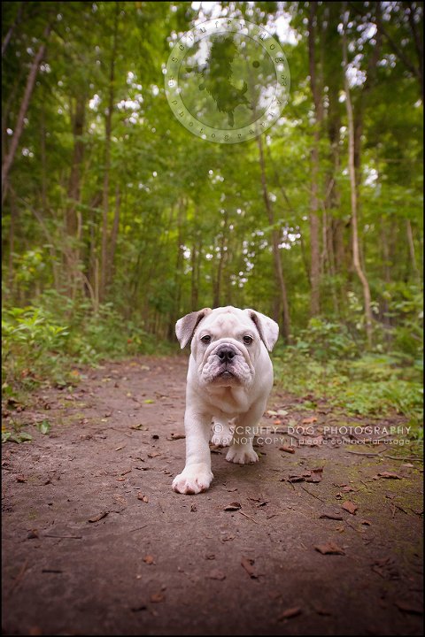 04_guelph_ontario_pet_photographer_best_dog_oliver eleanor fleming-219