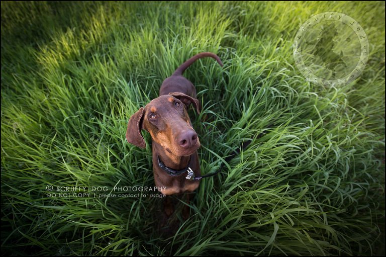 04_guelph_ontario_pet_photographer_best_dog_reese hunsberger-83