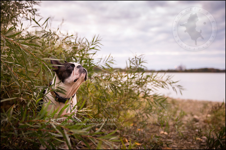 04_kitchener_ontario_pet_photographer_best_dog_princess dot carroll-520