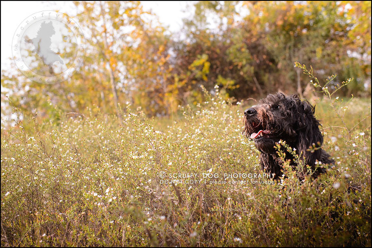 04_waterloo_ontario_best_pet_photographer_murphy odonovan-188