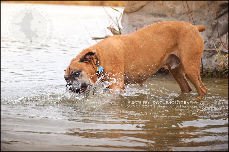 05-brampton-ontario-best-professional-dog-photographer-moose rocket-138
