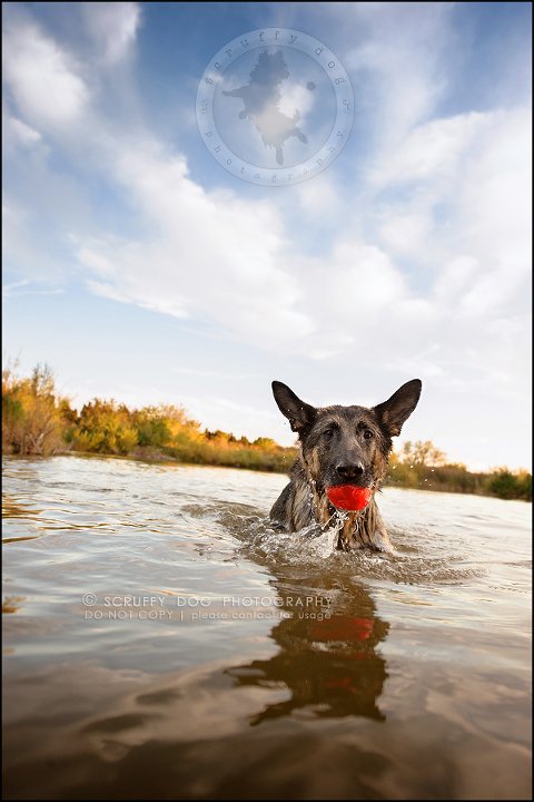 05-toronto-ontario-best-professional-pet-photographer-maya blitz-1726
