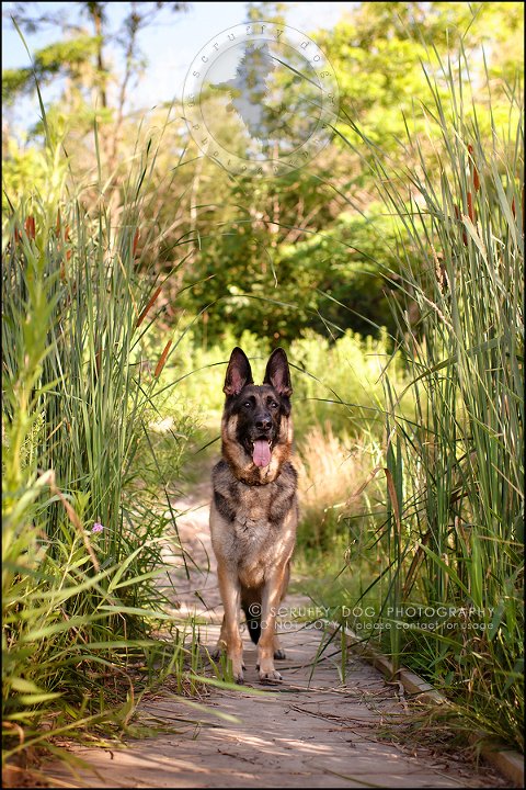 05-toronto-ontario-best-professional-pet-photographer-maya blitz-280