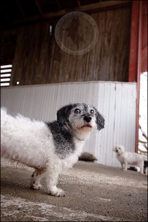 05-toronto-ontario-best-professional-pet-photographer-mika bobby worton-189