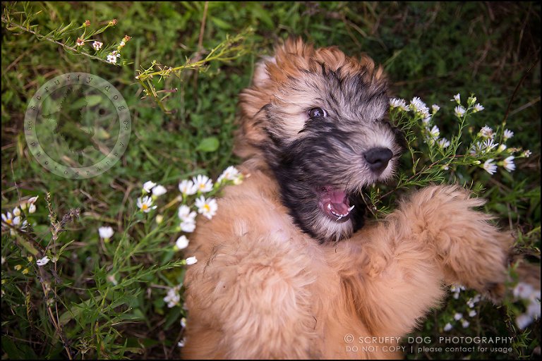 05-toronto-ontario-best-professional-pet-photographer-milford giza-400