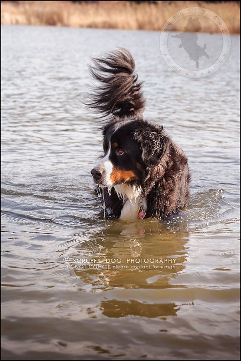 05-toronto-ontario-professional-dog-photographer-henry martha-81