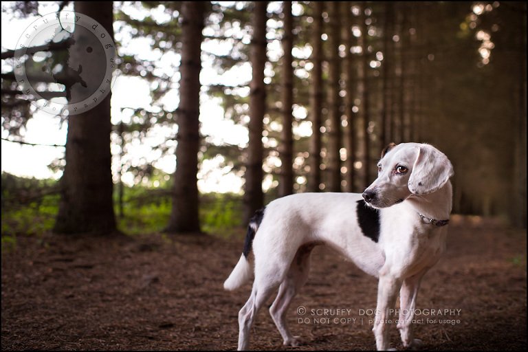 05-toronto-ontario-professional--dog-photographer-lucy frederick-95-Edit