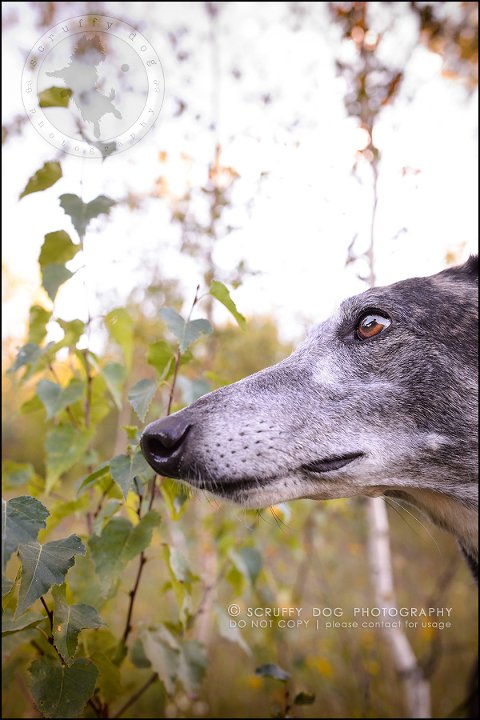 05-toronto-ontario-professional--dog-photographer-lucy poppy real-280