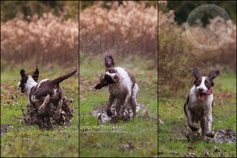05-toronto-ontario-professional-pet-dog-photographer-mud triptych