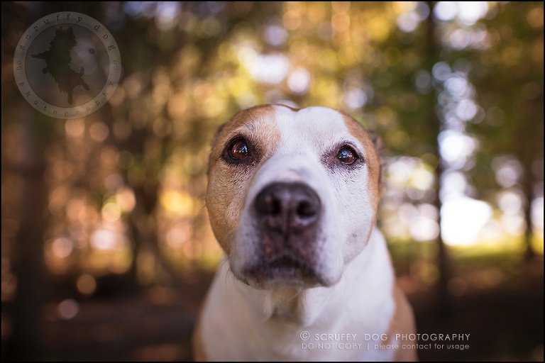 05-toronto-ontario-professional-pet-photographer-jade perry-143
