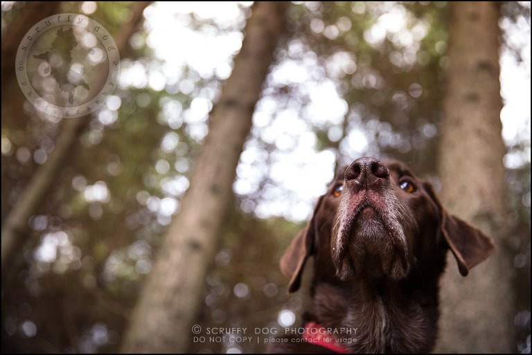 05-waterloo-ontario-best-professional-dog-photographer-max shoup-209