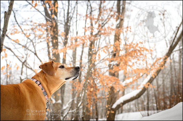 05-waterloo-ontario-professional--dog-photographer-best-makeda slinger-263