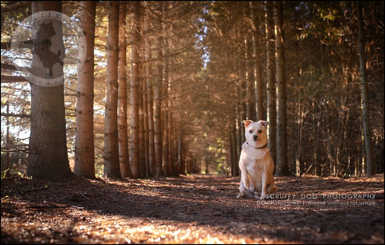 05-waterloo-ontario-professional-dog-photographer-best-max rooke-27