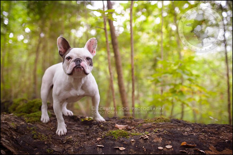 05_guelph_ontario_pet_photographer_best_dog_oliver eleanor fleming-4