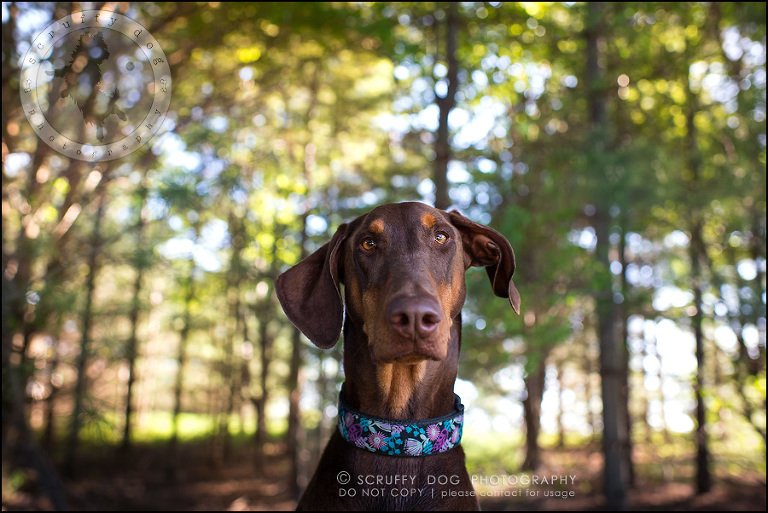 05_guelph_ontario_pet_photographer_best_dog_reese hunsberger-33