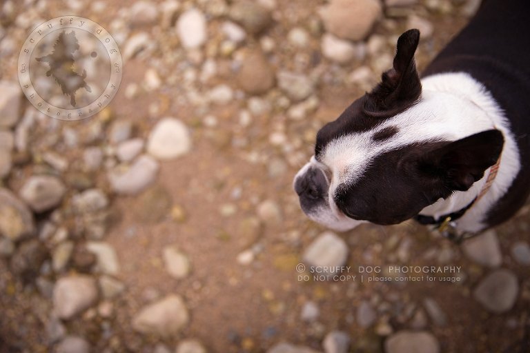 05_kitchener_ontario_pet_photographer_best_dog_princess dot carroll-501
