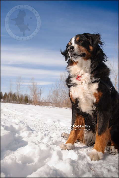 05_toronto_ontario_dog_stock_photography_grace zoe carr-158