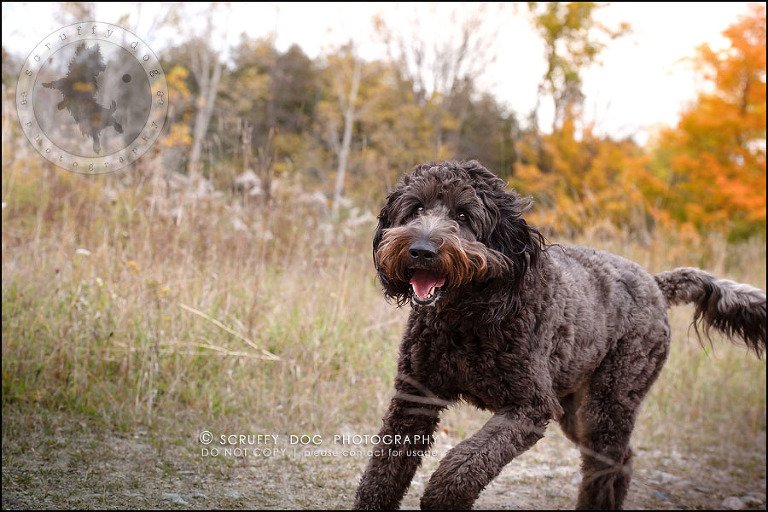 05_waterloo_ontario_best_pet_photographer_murphy odonovan-232