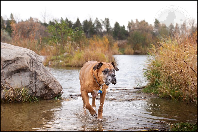06-brampton-ontario-best-professional-dog-photographer-moose rocket-184