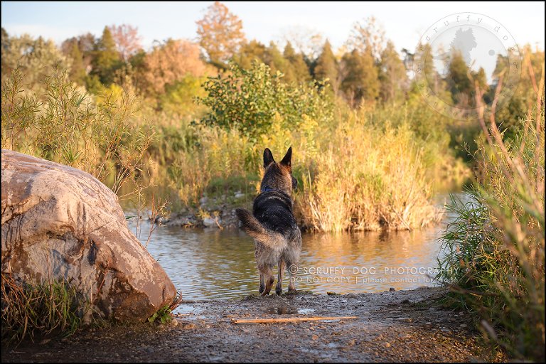 06-toronto-ontario-best-professional-pet-photographer-maya blitz-1594