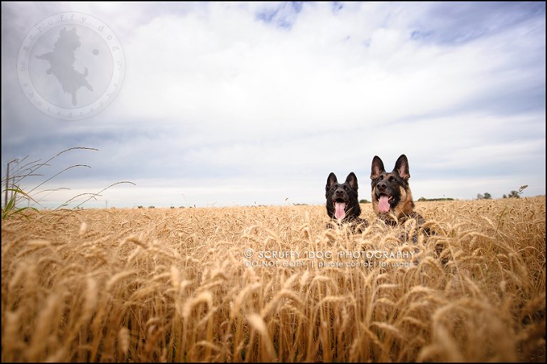 06-toronto-ontario-best-professional-pet-photographer-maya blitz-539