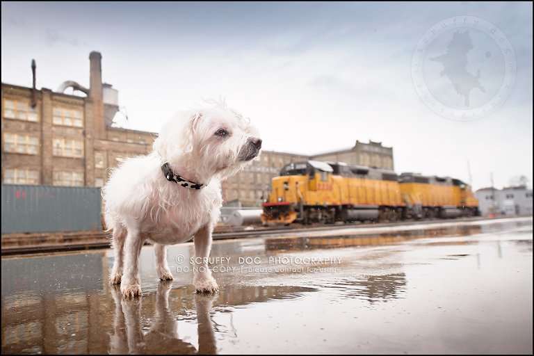 06-toronto-ontario-best-professional-pet-photographer-mika bobby worton-303