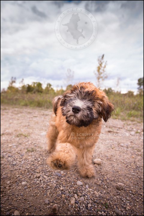 06-toronto-ontario-best-professional-pet-photographer-milford giza-94