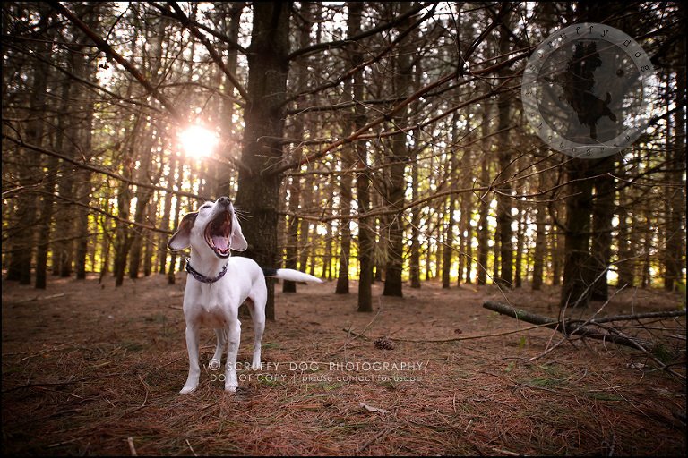 06-toronto-ontario-professional--dog-photographer-lucy frederick-156