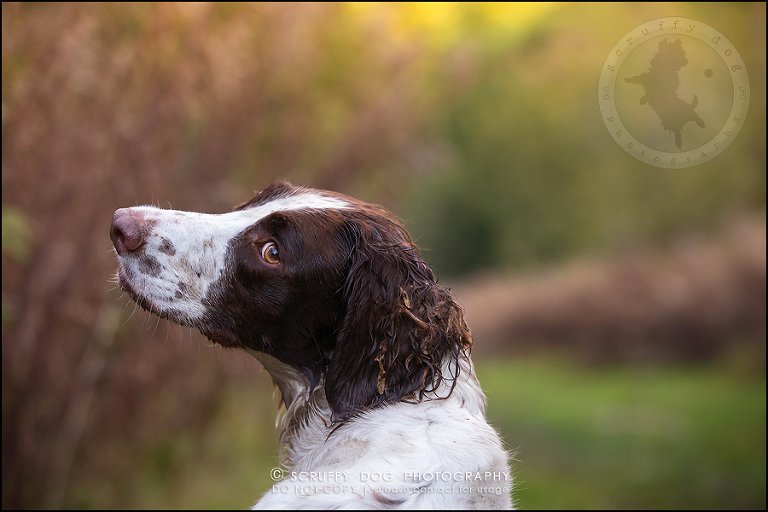 06-toronto-ontario-professional-pet-dog-photographer-jake boucher-1022